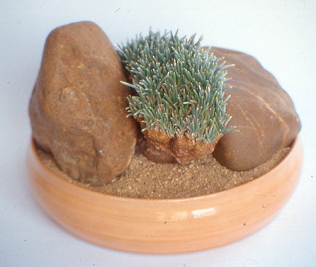 Avonia quinaria subsp. alstonii