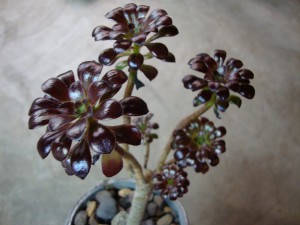 aeonium--arboreum-schwarzkopf.jpg