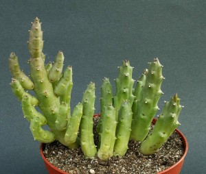 stapelia-var..jpg