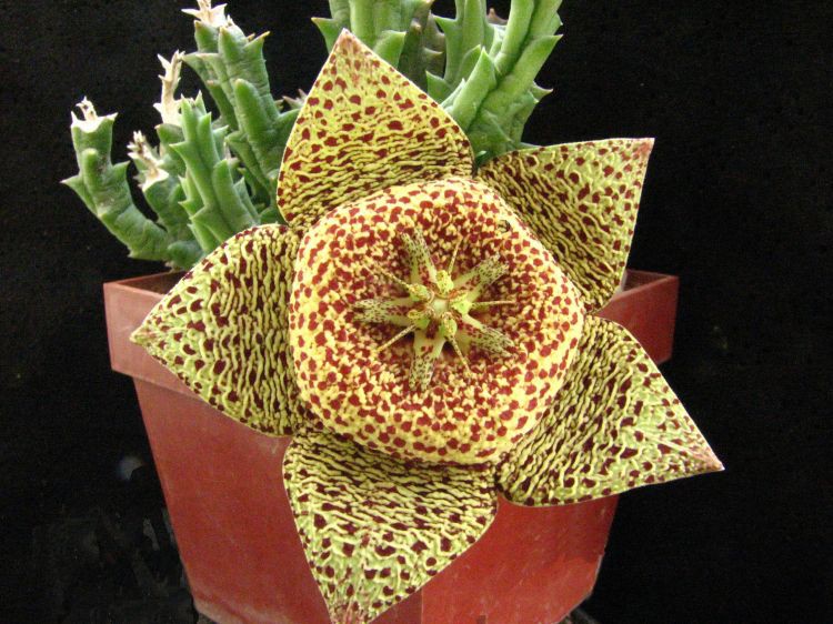 stapelia.jpg