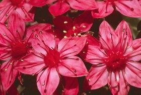 graptopetalum-bellum.jpg