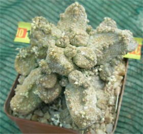 pseudolithos-caput-viperae-01.jpg