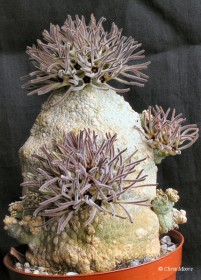 pseudolithos_cubiformis_plant.jpg