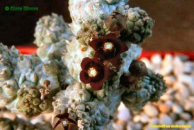 pseudolithos_dodsonianus_lavranos_bruyns_meve.jpg
