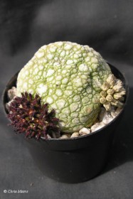 pseudolithos_eylensis.jpg