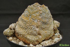 pseudolithos_harardheranus_dioli.jpg