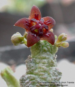 pseudolithos_mccoyi.jpg
