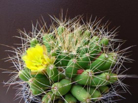 mammillaria-longimamma.jpg