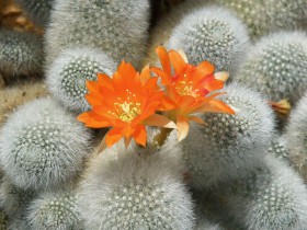 rebutia-muscula.jpg