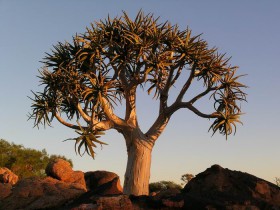 aloe-dichotoma.jpg