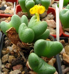 conophytum-bilobum-subsp.-bilobum-var.-bilobum.jpg