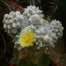 Astrophytum myriostigma 'Lotusland'