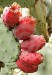 opuntia ficus-indica-opuncie mexická