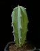 myrtillocactus sp.