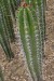 pachycereus pecten-aboriginum