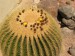 echinokaktus Grusonův-echinocactus grusonii