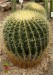 echinokaktus Grusonův-echinocactus grusonii2