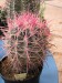 ferocactus gracilis