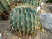 ferocactus hystrix