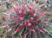 ferocactus latispinus