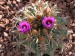 ferocactus latispinus2