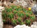 ferocactus robustus