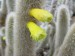 Cephalocleistocactus chrysocephalus