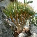 Aloe dichotoma subsp. ramosissima