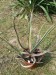 agave lechuguilla