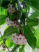 Hoya carnosa-voskovka masitá