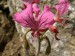 Pelargonium endlicherianum-muškát turecký