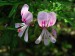 Pelargonium radens-pelargonie růžová