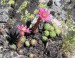 Sempervivum montanum-netřesk horský