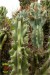 Cereus repandus f. monstruosus